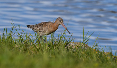 Black-tailed godwit in the marshes