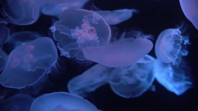 Moon Jellyfish Aurelia Aurita 24