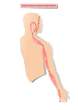 tendino muscular meridian of Small Intestine