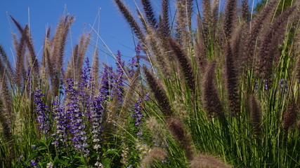 Park flowers and Plantsw