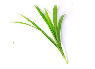 Fresh Pandan leaves isolated on white background