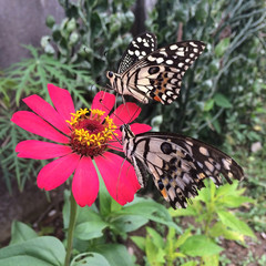 The lime butterfly. Beautiful butterfly sucking nectar from a br
