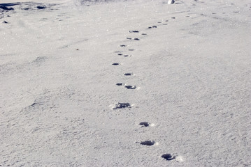 Traces on snow