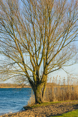Large tree with leafless branches on the banks of a river