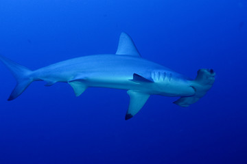 Hammerhai am Daedalus Riff