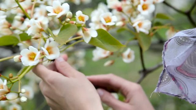 hands young girl  plucked close up ittle white flowers tree (aleurites euphorbiaceae) in the spring before sunset in a Park  