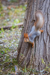 Рыжая белка сидит на стволе дерева