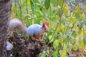 Рыжая белка сидит на стволе дерева © ovbelov1972