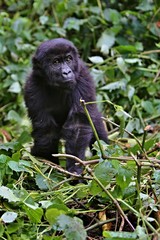 Fototapeta premium Endangered eastern gorilla in the beauty of african jungle, silverback and family, Gorilla beringei, Democratic Republic of Congo, rare african wildlife