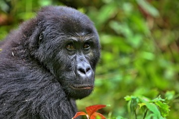 Endangered eastern gorilla in the beauty of african jungle, silverback and family, Gorilla beringei, Democratic Republic of Congo, rare african wildlife