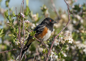 Spotted Towhee