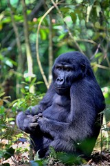 Endangered eastern gorilla in the beauty of african jungle, silverback and family, Gorilla beringei, Democratic Republic of Congo, rare african wildlife