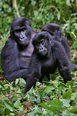 Endangered eastern gorilla in the beauty of african jungle, silverback and family, Gorilla beringei, Democratic Republic of Congo, rare african wildlife