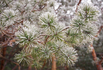 Coniferous branches covered with hoarfrost. Close up.