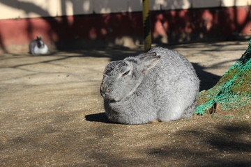 ウサギ