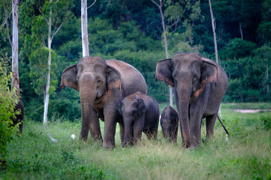 Fototapeta Family of wild Elephants  in forest