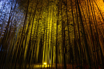 Natural bamboo background illuminated by colorful lights at night during the Arashiyama Lantern festival