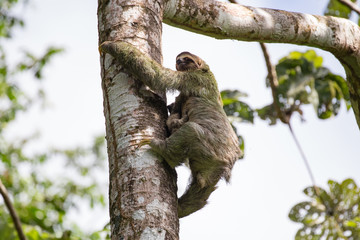 Sloth mother with a child