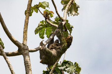 Sloth moother with a child