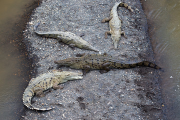 American crocodile