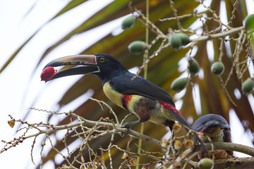 colorful toucan in costa rica