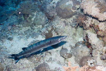 Barracuda auf putzerstation