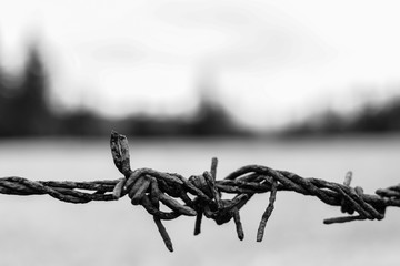 Barbed wire