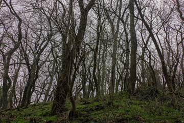 Obraz premium Dark forest