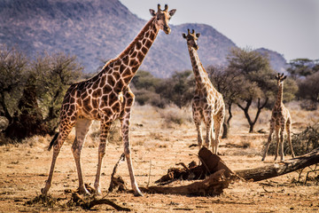 Desert giraffes