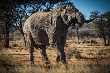 Feeding elephant