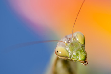 Close up of female praying mantis