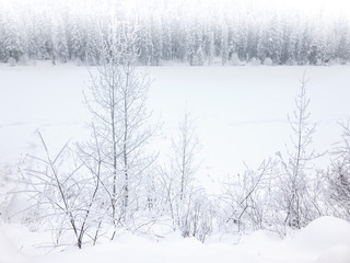 Icy Branches