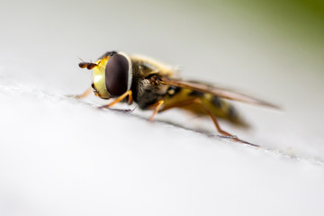 Wasp
