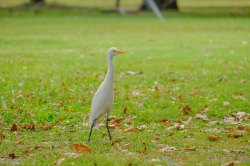 Egret foraging walk.