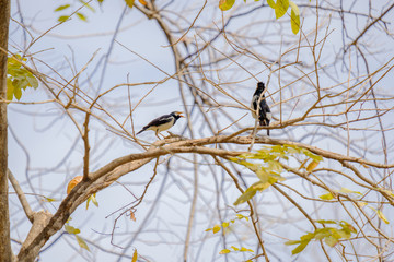 Fototapeta premium The bird on branch.