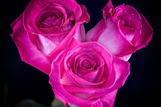 Dark Pink & White Roses