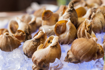 whelks on ice