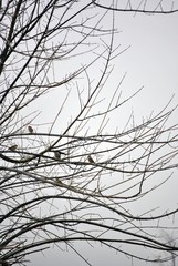 uccellini sui rami spogli di un aìbero nella nebbia in inverno