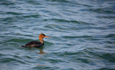 Red-breasted merganser swimming in green water