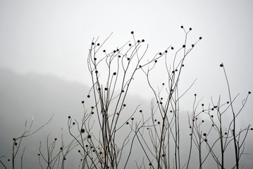 rami spogli in inverno di cespugli con la nebbia