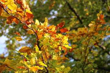 Fototapeta na wymiar Bright yellow branch of autumn tree