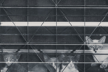 Obraz premium cat at the windows black and white color tone