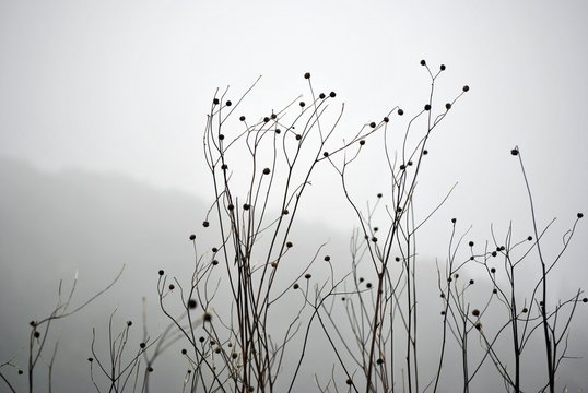 rami spogli in inverno di cespugli con la nebbia