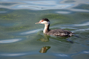 Horned grebe swimming in green water