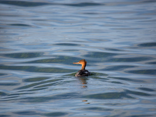 Red-breasted merganser swimming in green water