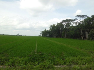 Obraz premium paddy field