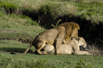 Lion, lionne, accouplement, Panthera leo, parc national du Serengeti, Tanzanie