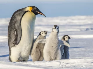 Foto op Aluminium Emperor penguins on the frozen Weddell Sea  © Roger