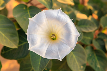 Fototapeta na wymiar Datura flower