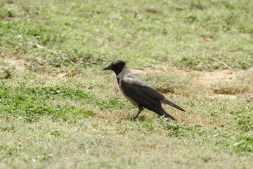 Hooded crow at grass